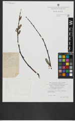 Foto von Salix acutifolia Willd.